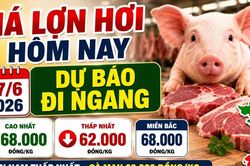 Giá lợn hơi hôm nay 17/6: Nhiều địa phương duy trì mặt bằng ổn định