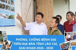 Phòng, chống bệnh dại trên địa bàn tỉnh Lào Cai, giai đoạn 2026 - 2030