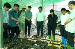 Đồng chí Hoàng Thị Thanh Bình, Phó Chủ tịch HĐND tỉnh Lào Cai khảo sát mô hình phát triển dược liệu tại xã Púng Luông