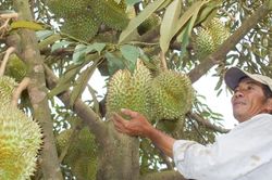 Mùa sầu riêng mới ở khu vực Đạ Huoai