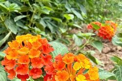 Từ bãi rác thành vườn hoa - câu chuyện đẹp về trách nhiệm với môi trường