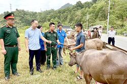 Trao 60 con trâu giống sinh sản cho hộ nghèo vùng biên Thanh Thủy