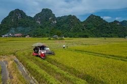 Mùa vàng trên cánh đồng Phương Bá