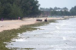 TP. Hồ Chí Minh: Xử lý lục bình, rác đại dương trôi dạt gây mất mỹ quan bãi biển