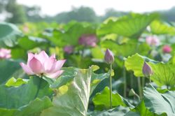 Mùa sen tháng 6 ở ngoại thành Hà Nội