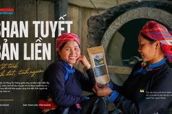 Hương trà Shan tuyết Bản Liền - kết tinh tình đất, tình người