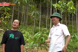 Phát triển vùng nguyên liệu quế theo chuỗi liên kết