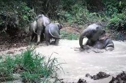 Bẫy ảnh ghi cảnh đàn voi tắm bùn, uống nước trong rừng Mã Đà