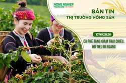 Thị trường n&ocirc;ng sản 17/6/2026: C&agrave; ph&ecirc; tăng giảm tr&aacute;i chiều, hồ ti&ecirc;u đi ngang