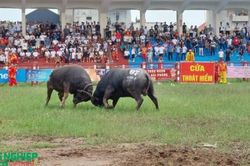 Lễ hội chọi trâu truyền thống Đồ Sơn - VTV năm 2026: Khôi phục trọn vẹn hai vòng đấu theo hồ sơ di sản
