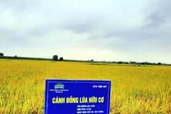 Quảng Trị: Tích tụ, tập trung đất nông nghiệp, hình thành vùng sản xuất hàng hóa quy mô lớn