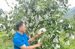 Người trưởng x&oacute;m khai th&aacute;c lợi thế bản địa để l&agrave;m gi&agrave;u tr&ecirc;n qu&ecirc; hương