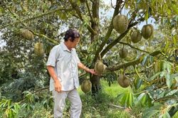 Sầu riêng Thái rớt giá, nhà vườn đứng ngồi không yên