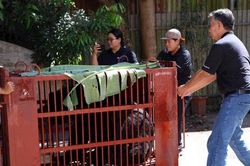 Hà Nội cứu hộ thành công 2 cá thể gấu ngựa nuôi nhốt