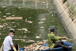 Phường Nghĩa Đô kịp thời xử lý hiện tượng cá chết tại hồ điều hòa