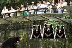 Vườn thú ở Trung Quốc tuyển người đóng giả gấu đen: Có một yêu cầu rất lạ