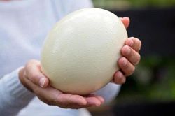 Lợi ích sức khỏe và cách chế biến trứng đà điểu an toàn