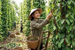 Giá hồ tiêu hôm nay 18.6: Không biến động, cao nhất tại Đắk Lắk