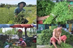 Người d&acirc;n Đ&agrave; Nẵng l&atilde;i h&agrave;ng chục triệu đồng nhờ b&aacute;n 'l&aacute; m&ugrave;ng 5'