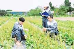 Sớm x&acirc;y dựng quy tr&igrave;nh chuẩn h&oacute;a chất lượng dược liệu