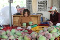 Trăn trở vùng xoài