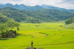 Thương đồng… mà cấy lúa thôi