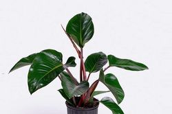 4 loại cây mang ý nghĩa may mắn, thích hợp đặt trong phòng thờ