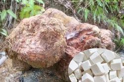 Công ty TNHH Đông Dược Trường Giang mua bán lô dược liệu Bạch linh không bảo đảm tiêu chuẩn