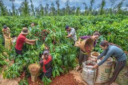 Nối d&agrave;i d&ograve;ng vốn t&iacute;n dụng ch&iacute;nh s&aacute;ch sau s&aacute;p nhập ở L&acirc;m Đồng
