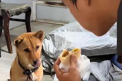 Mang theo chú chó nhỏ, nam sinh nghèo ngày làm 10 tiếng, đêm ngủ gầm cầu để tích góp tiền nhập học