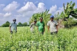 An Giang chủ động chuyển đổi cây trồng thích ứng thị trường