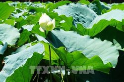 M&ugrave;a sen trắng bung nở tinh kh&ocirc;i tr&ecirc;n đất Cố đ&ocirc; Huế
