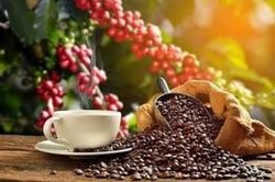 Bản tin nông sản ngày 18/6: Hồ tiêu giữ mốc cao, cà phê ổn định, thị trường lúa gạo chững lại