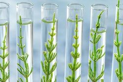 Chỉnh sửa gen cây trồng bằng CRISPR: Cơ hội thích ứng biến đổi khí hậu và những lo ngại