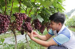 Đồng hành cùng nông dân phát triển sản xuất