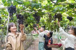 Những vườn nho h&uacute;t kh&aacute;ch ở cao nguy&ecirc;n