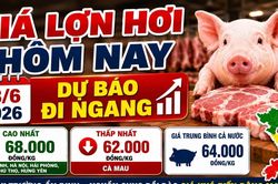 Gi&aacute; lợn hơi h&ocirc;m nay 18/6: Thị trường ổn định, kh&oacute; xuất hiện đột biến
