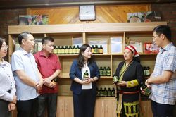 Phó Chủ tịch HĐND tỉnh Hoàng Thị Thanh Bình khảo sát mô hình trồng và chế biến sản phẩm từ cây dược liệu tại xã Tả Phìn