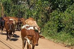 Tiềm ẩn nguy cơ phát sinh dịch bệnh động vật