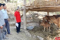 'Ngân hàng bò' đồng hành cùng nhân dân vùng biên