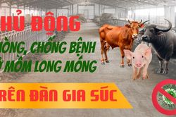 Các biện pháp phòng, chống bệnh lở mồm long móng trên gia súc