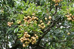 Vải tổ Thanh Hà bán 2 triệu đồng/kg
