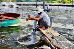 Vùng cát trắng khô cằn Nam Cửa Việt đổi thay từng ngày
