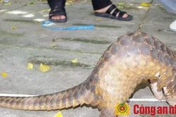 Triệt phá đường dây săn bắt, mua bán động vật hoang dã liên tỉnh