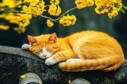4 con giáp 'duyên đến chậm': Càng giỏi giang càng dễ lỡ hẹn tình yêu