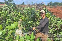 Người dân chặt hạ cây trồng, bàn giao mặt bằng cho cao tốc Quy Nhơn – Pleiku