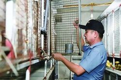 Mô hình nuôi chồn hương đạt hiệu quả kinh tế cao ở Hà Tĩnh