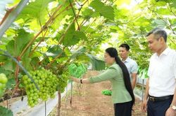 Nông dân trẻ xã Thuận An khởi nghiệp với mô hình nho sữa trải nghiệm