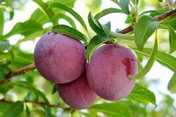Một số bài thuốc từ cây mận