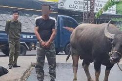 Bắt thanh niên dắt trộm 1 con trâu ba con nghé lên xe tải để trộm cắp